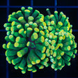 LCK holy grail hammer coral 2 heads