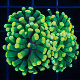 LCK holy grail hammer coral 2 heads