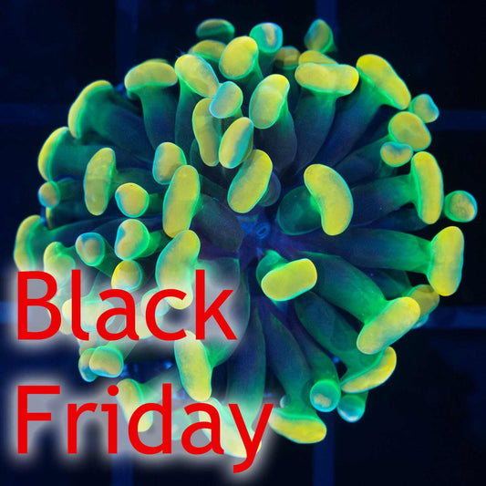 LCK Holy Grail Branching Hammer (Almost WYSIWYG)