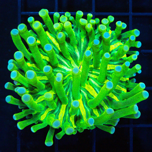 Long Tentacle Holy Grail Plate Coral 2.75"