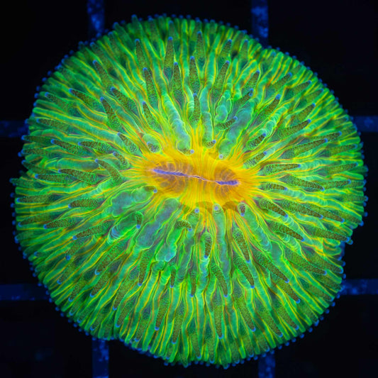 Holy Grail Plate Coral
