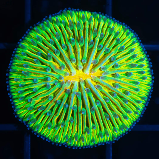 Holy Grail Plate Coral