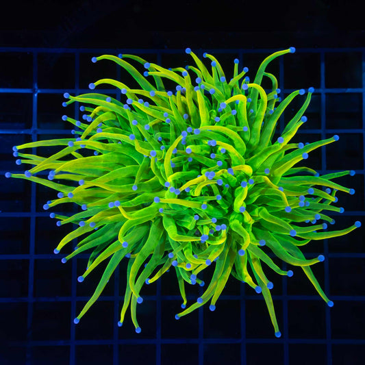 3 Heads Holy Grail Torch Colony