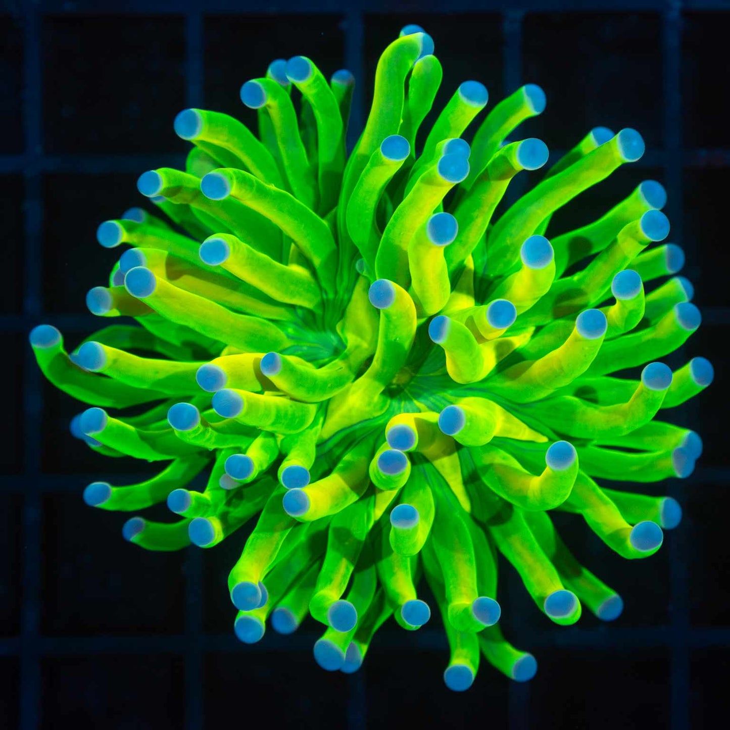 Bright Holy Grail Torch Coral