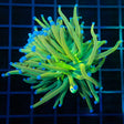 Holy Grail Torch Coral