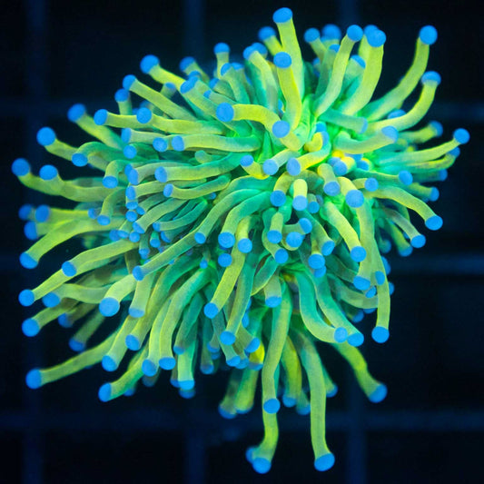 Holy Grail Torch Coral