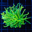 Holy Grail Torch Coral