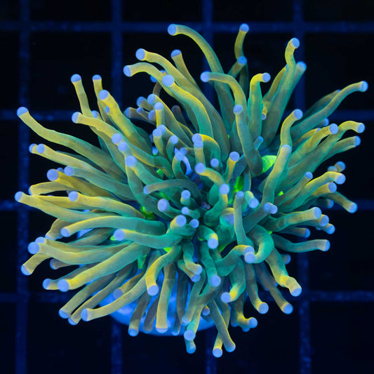 Holy Grail Torch Coral