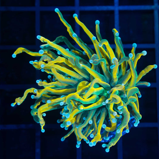 Holy Grail Torch Coral