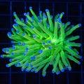 HG Torch 1
