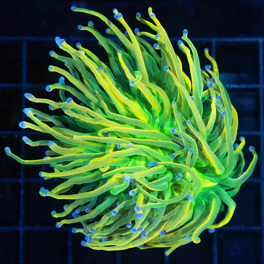 Large Holy Grail Torch Coral