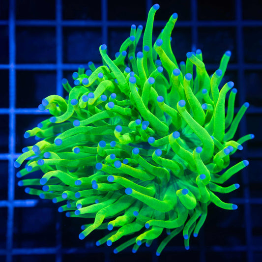 Large Holy Grail Torch Coral