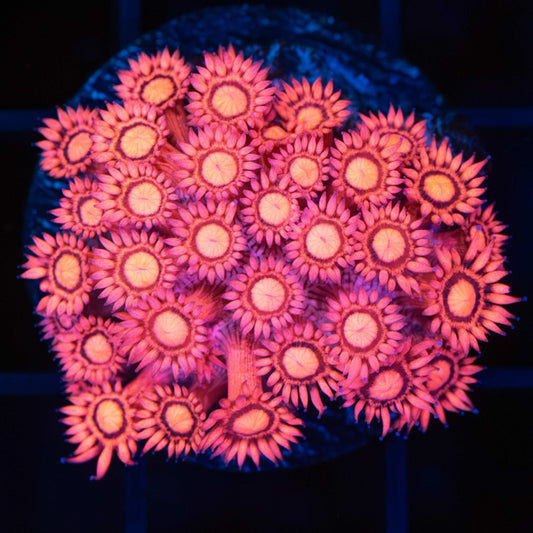 Hot Pink Goniopora (Bright!)