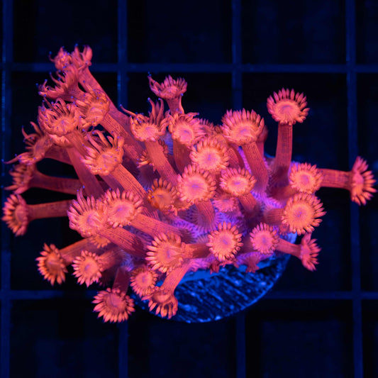 Hot Pink Goniopora