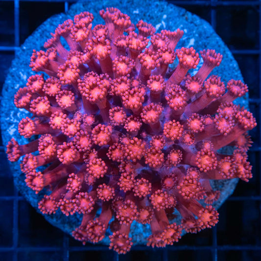 Large Hot Pink Goniopora Colony 3"