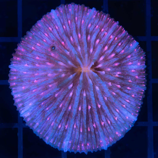 Rare Pink Plate Coral 2.25"