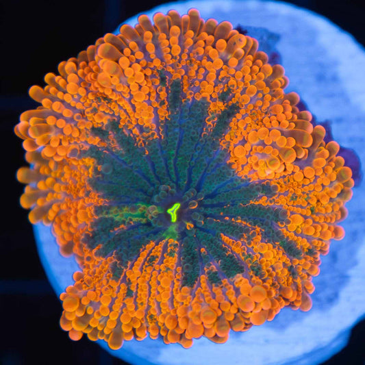Miami Hurricane Yuma Mushroom Coral