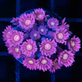 Hydrangea Goni 2