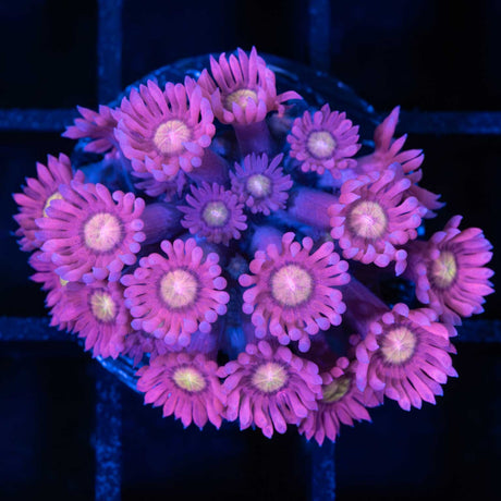 Hydrangea Goniopora 2