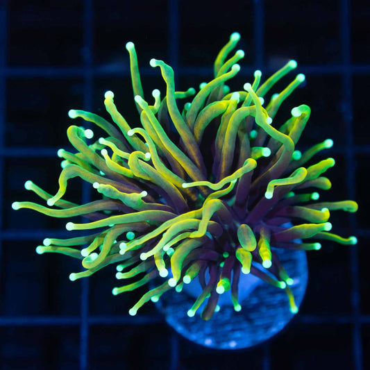 Indo Gold Torch Coral