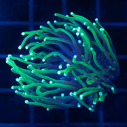 Indo Reaper Torch Coral