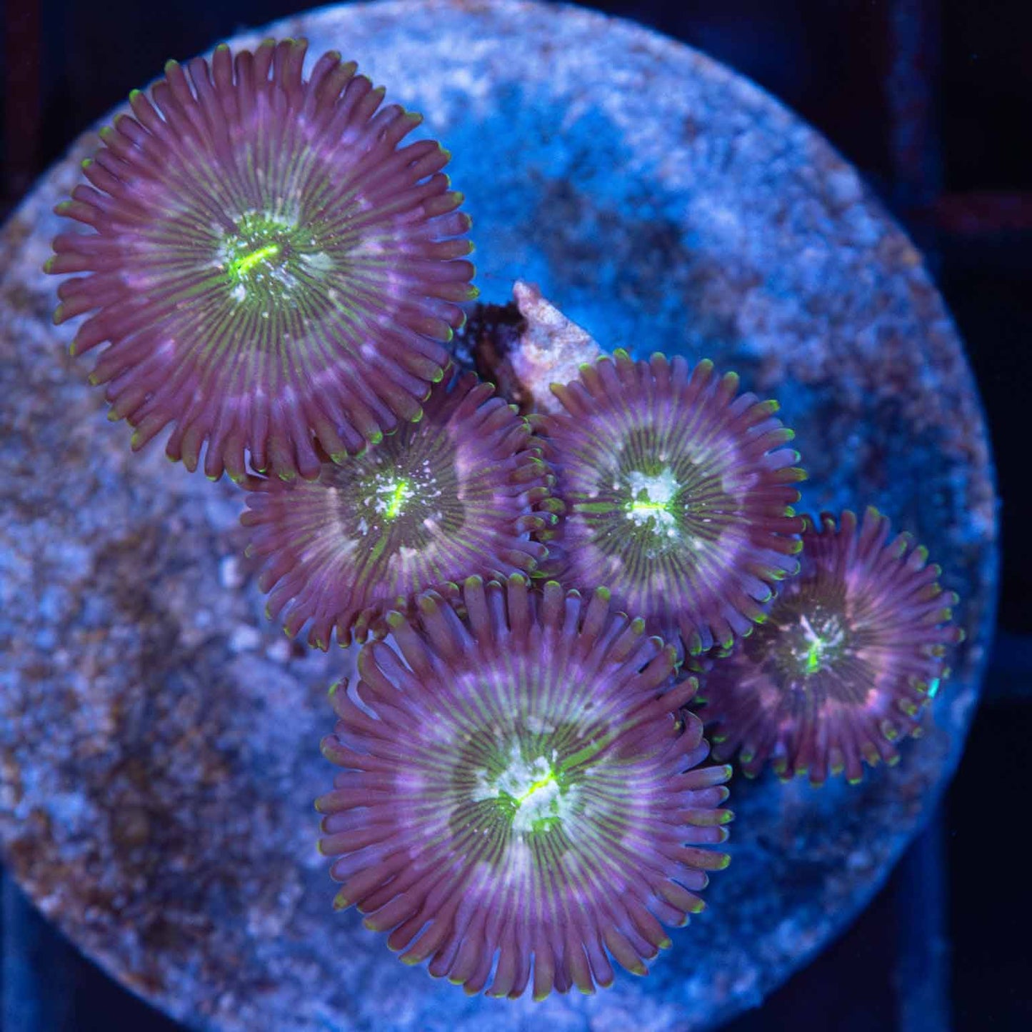 Indo Ultra Zoa on Disc