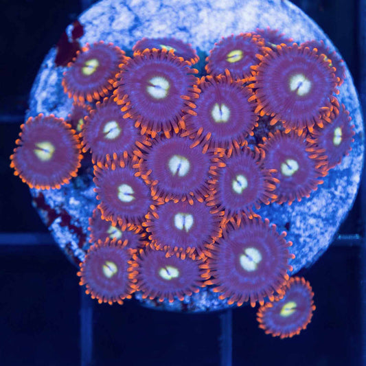Zoa Corals For Sale Overnight Shipping Lucky Corals