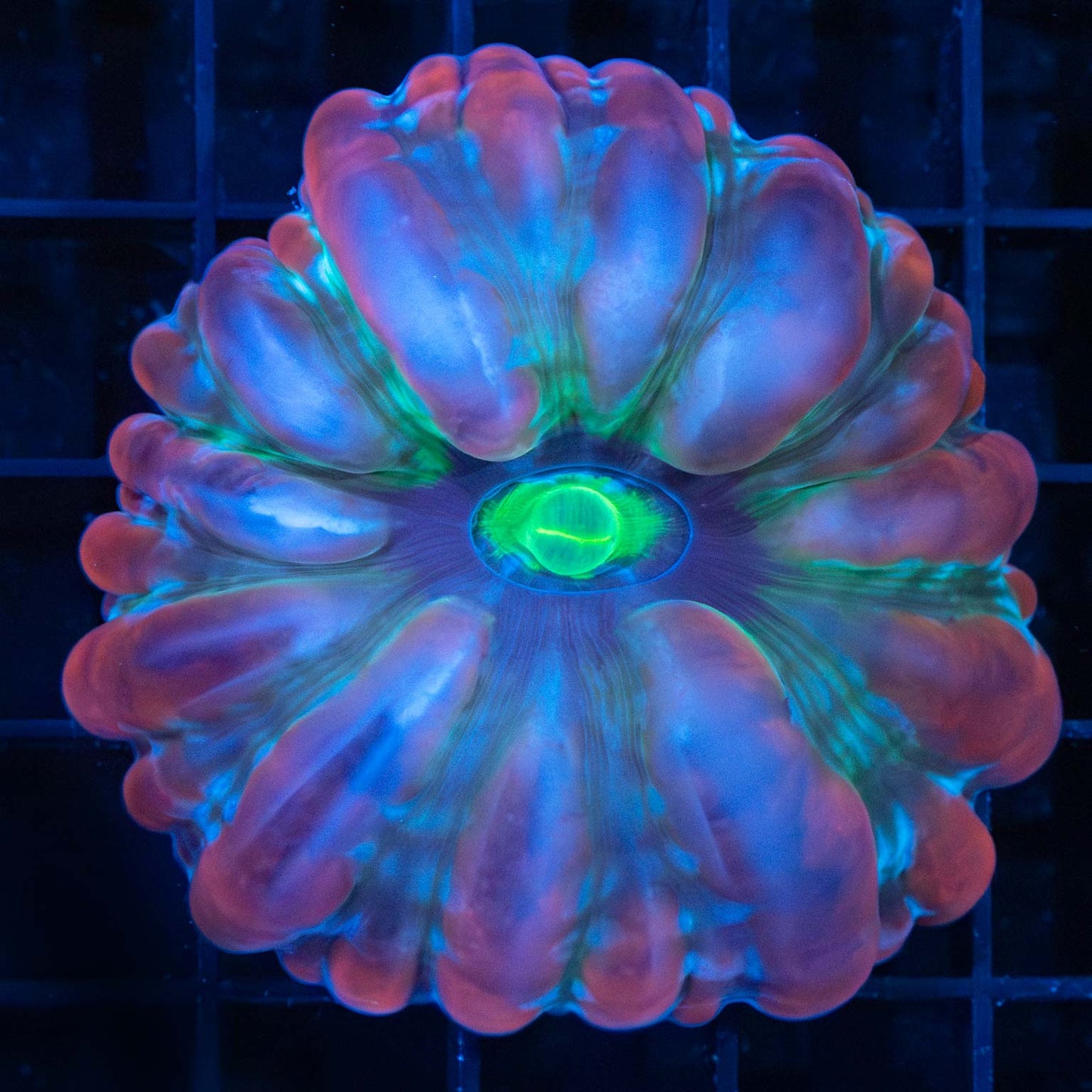 Rainbow Indophyllia Coral 2.75"