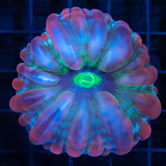 Rainbow Indophyllia Coral 2.75"