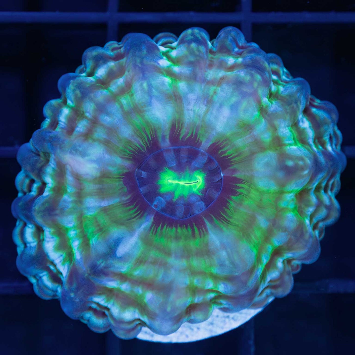 Small Rainbow Indophyllia