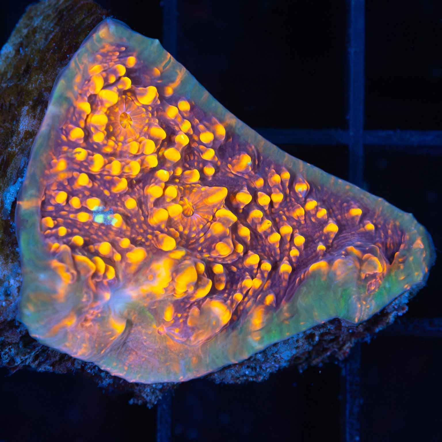 Infrared Chalice Coral (New Release)