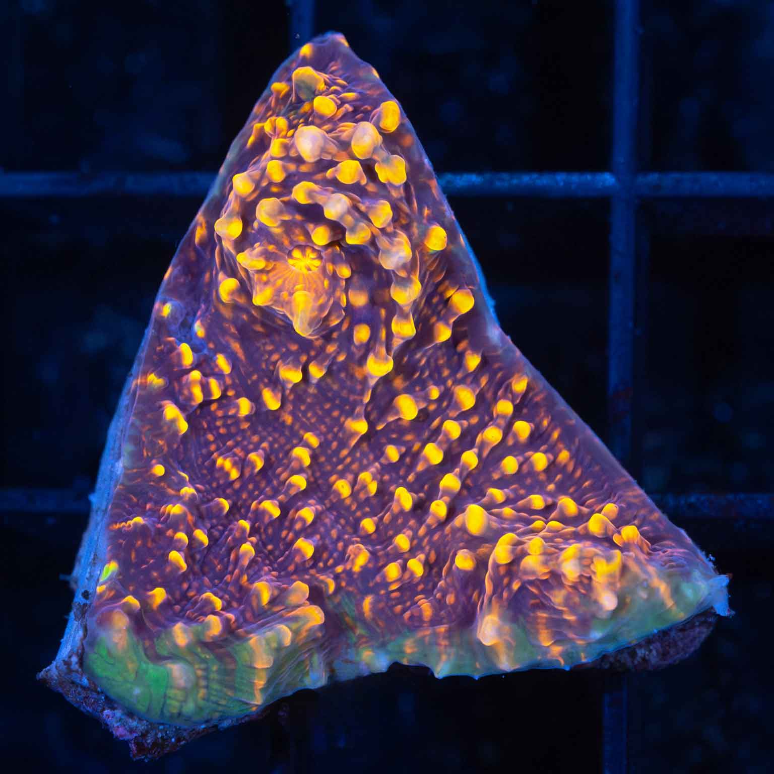 Infrared Chalice Coral (New Release)