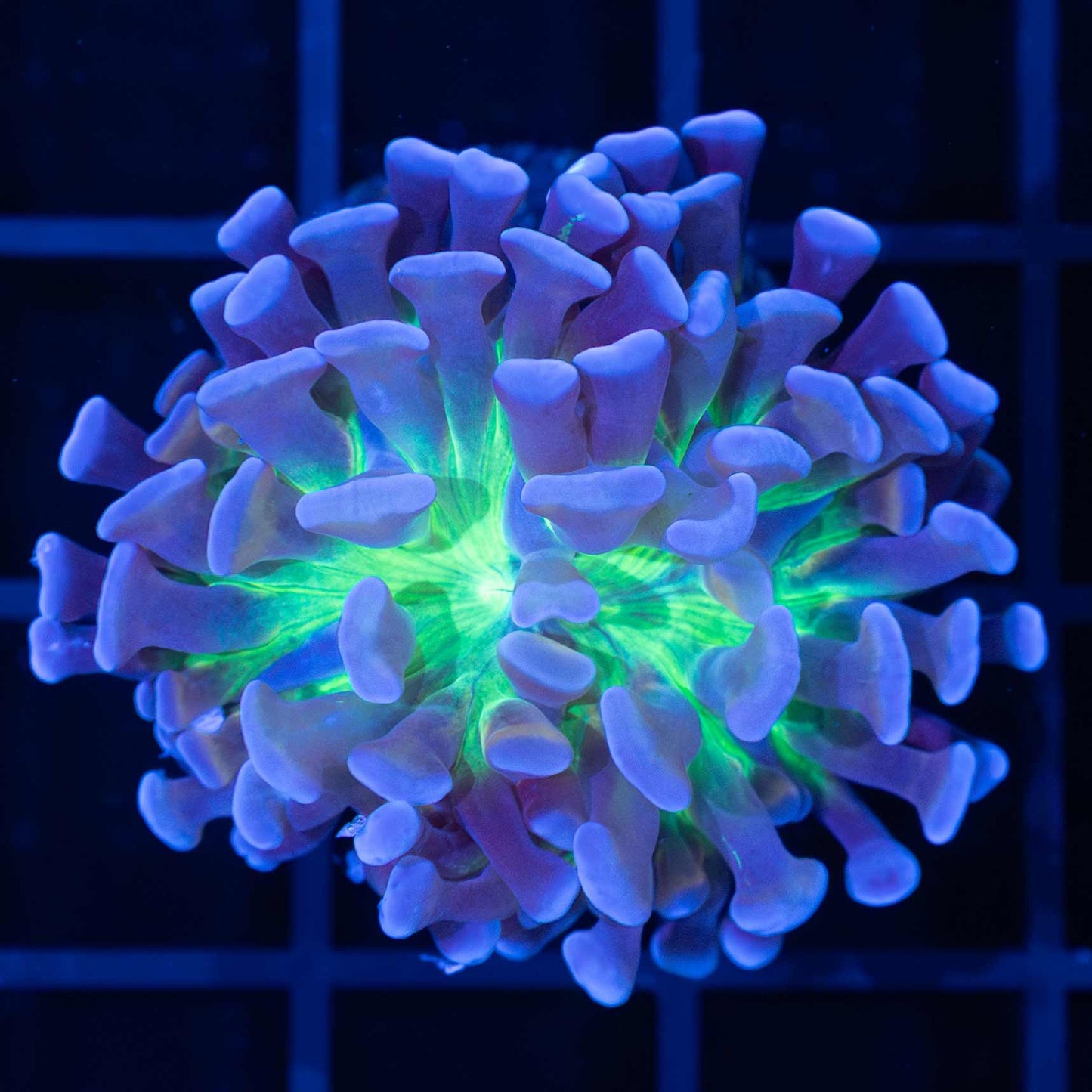 Inner Glow Branching Hammer (Tank Grown)