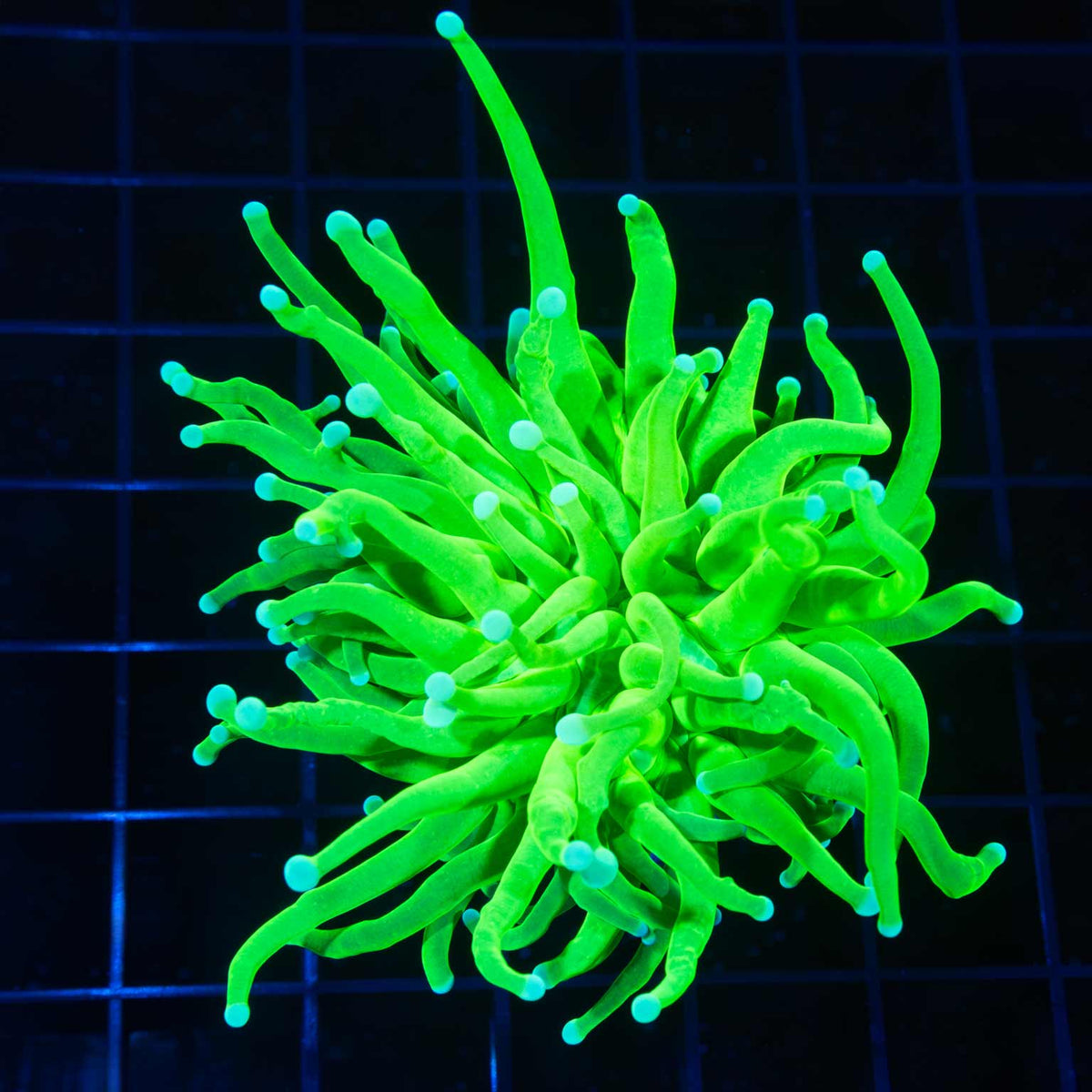 Ultra Bright Torch Coral