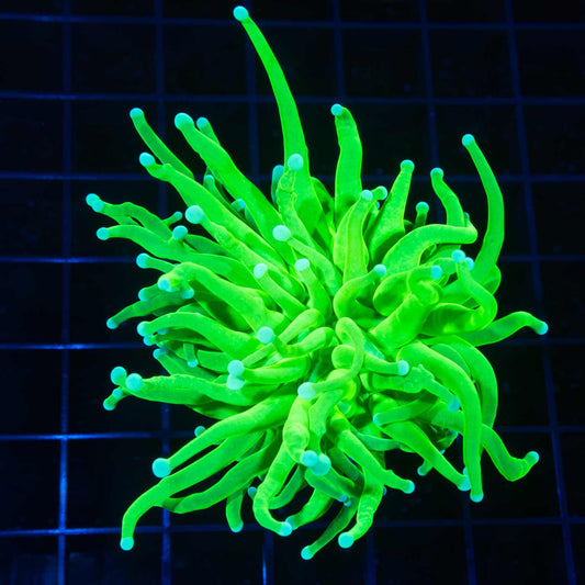 Ultra Bright Torch Coral