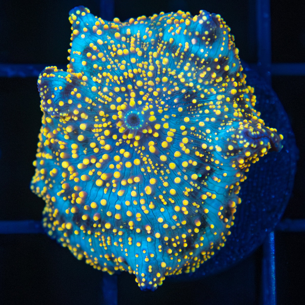 interstellar mushroom coral blue base