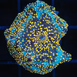 interstellar mushroom coral gold and green dots