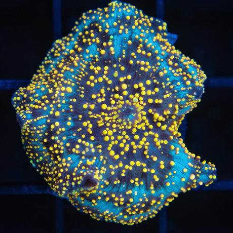 interstellar mushroom coral gold and green dots