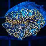 interstellar mushroom coral gold green blue dots