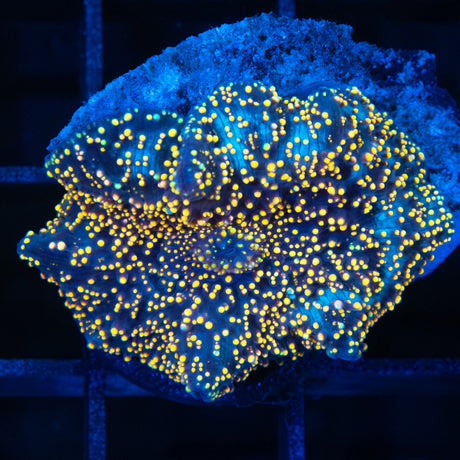 interstellar mushroom coral gold green blue dots