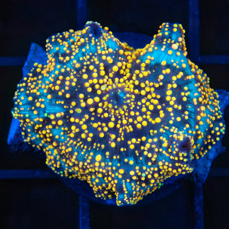 interstellar mushroom coral gold and green dots
