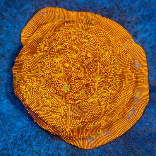 Jack-O-Latern Leptoseris Colony 2"+