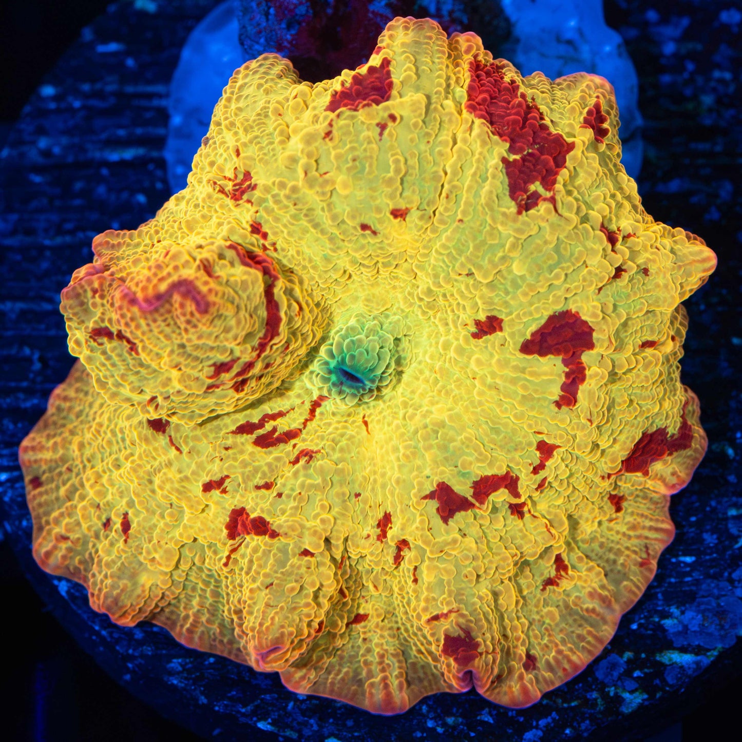 Bright Eclectus Mushroom