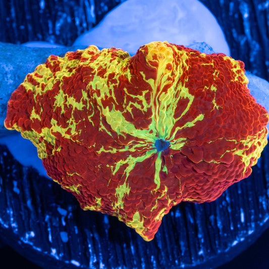 Eclectus Mushroom (Awesome Pattern)