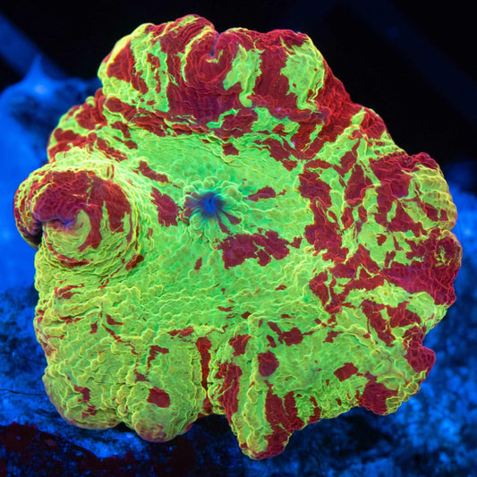 Eclectus Mushroom (Awesome Pattern)