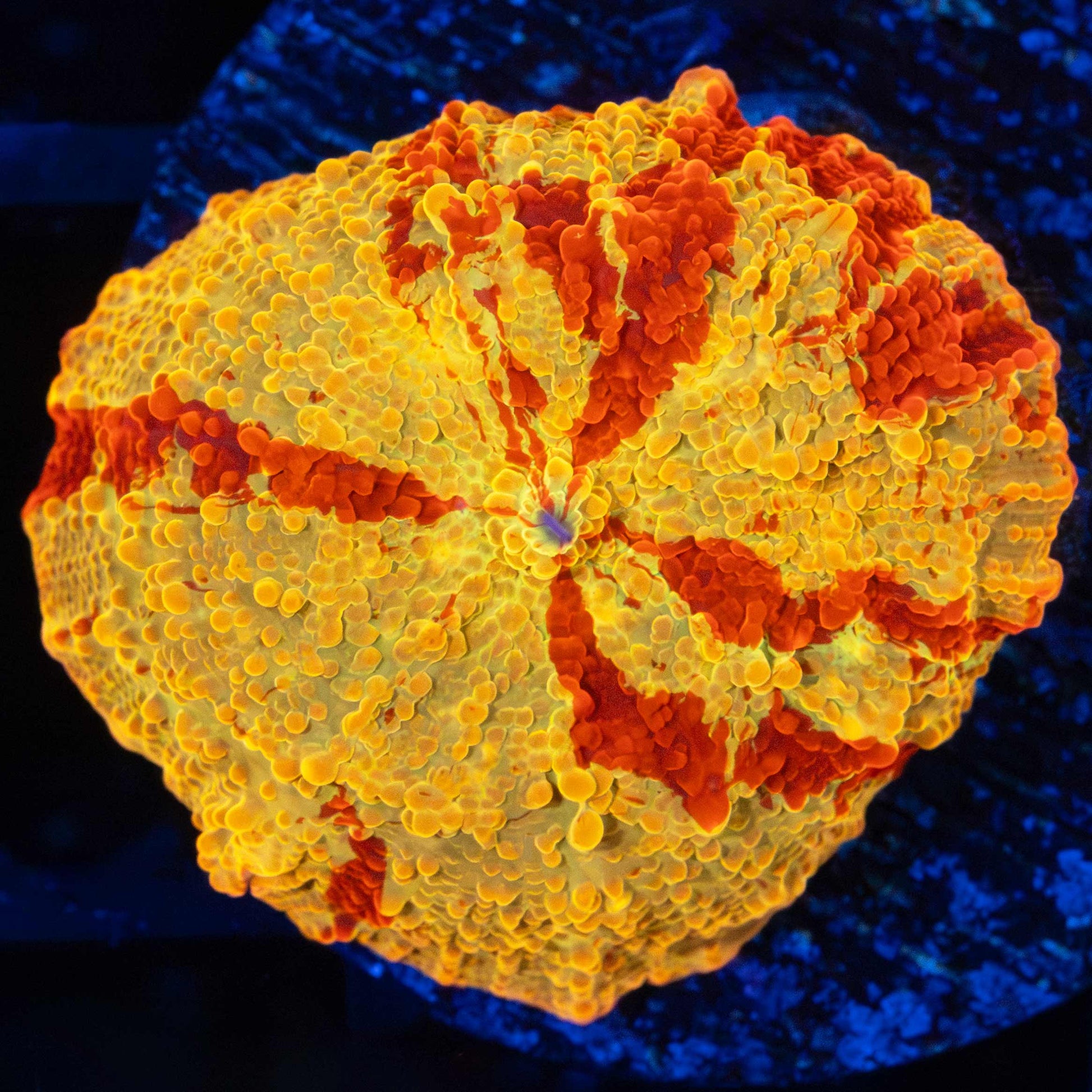 Jawbreaker Mushroom (Awesome Pattern, Bright!)