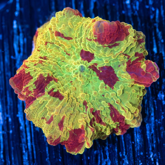 Awesome Jawbreaker Mushroom Coral