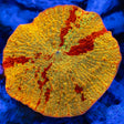 Medium Jawbreaker Mushroom