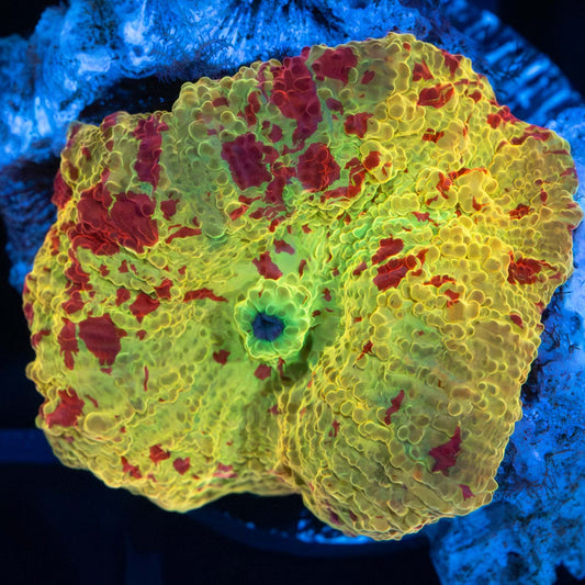 Jawbreaker Mushroom Coral