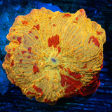 jawbreaker mushroom coral medium